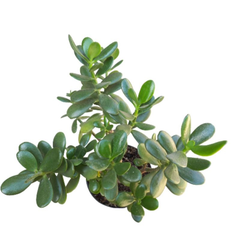 Tanaman hias Jade Plant / Crassula Ovata jumbo
