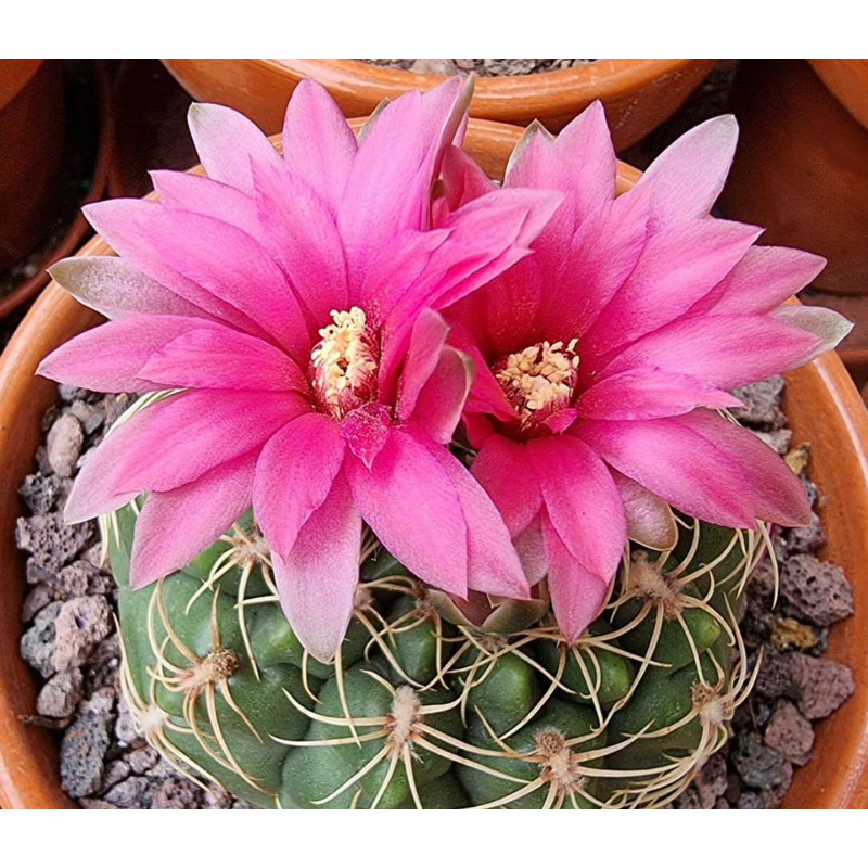 GYMNOCALYCIUM DENUDATUM / GYMNO DENUDATUM / KAKTUS IMPORT / BIBIT KAKTUS