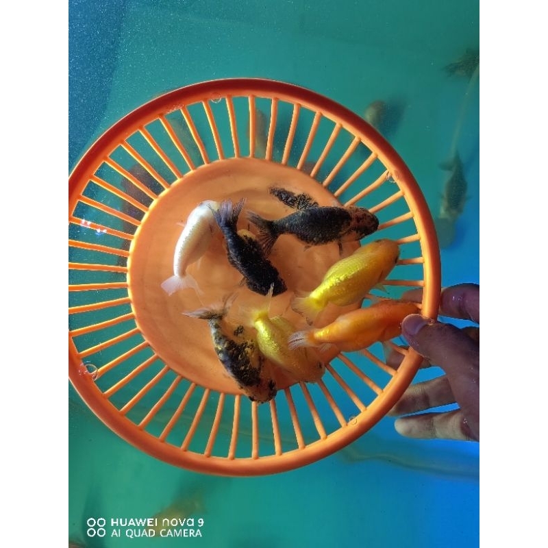 Ikan Mas Koki Ranchu Pancawarna