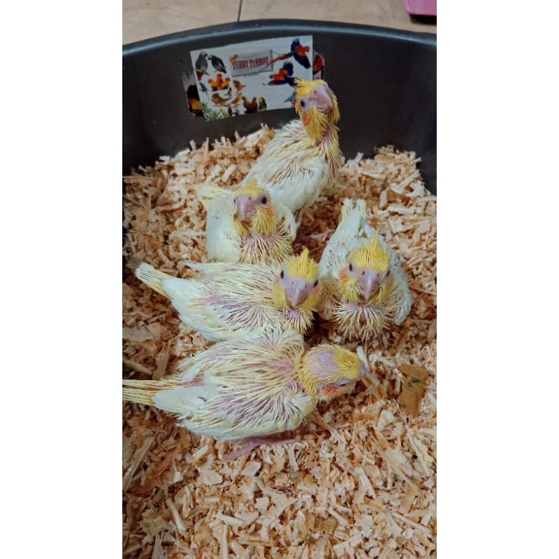 baby lutino mm , respon loloh