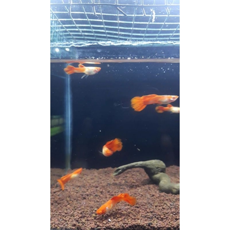 albino ss koi