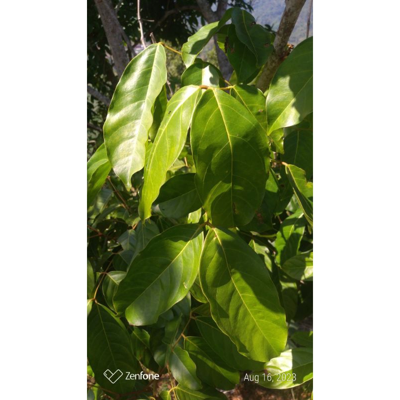 

Daun jengkol seger organik obat herbal 100 lembar