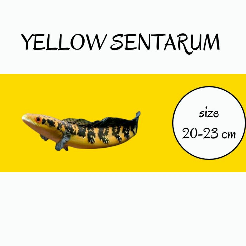 yellow sentarum 20-23cm gondrong batik mata merah