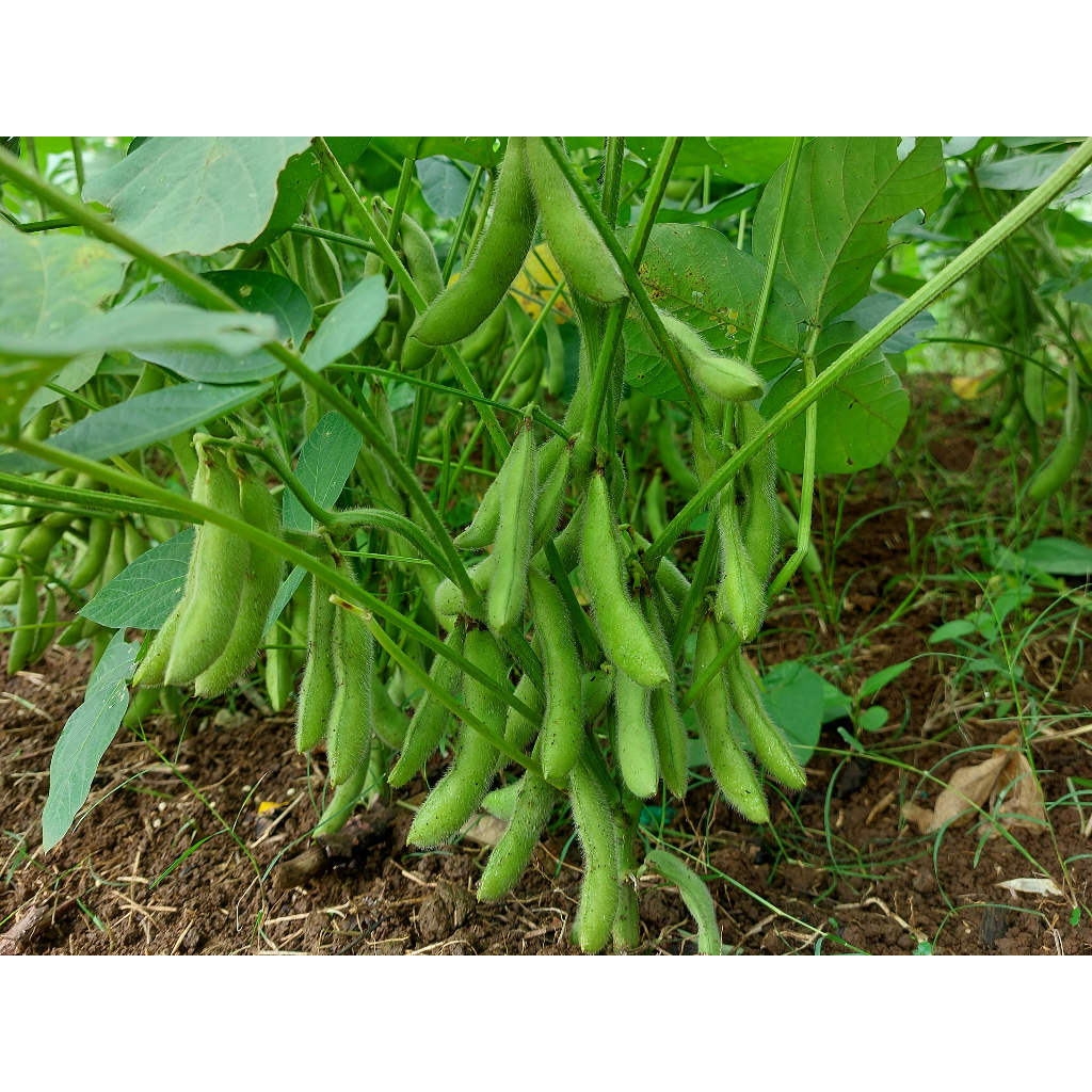 6 biji - Benih Edamame Kedelai Jepang unggul