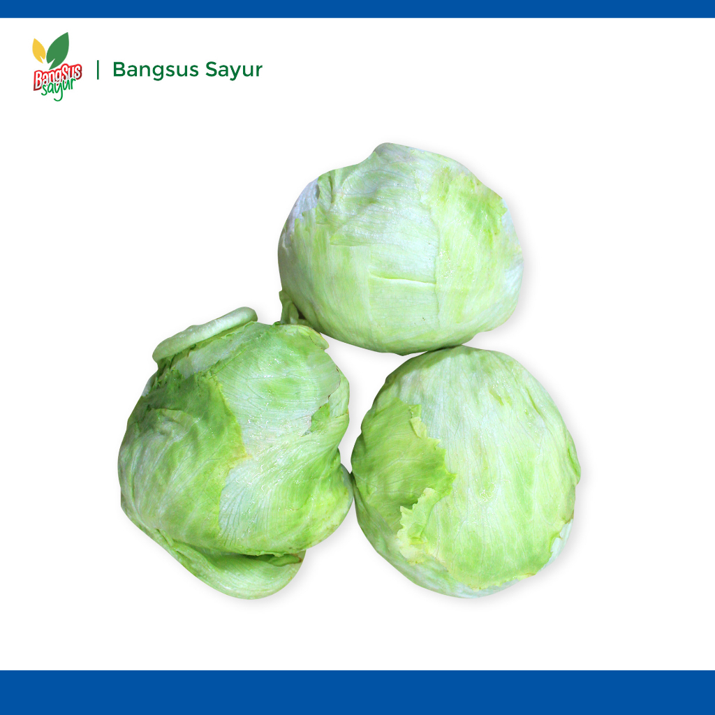 

Lettuce 1Kg Segar Murah