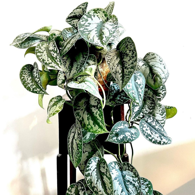 Scindapsus Silver / Exotica / Silver Queen / Sirih Badak / Manjula / Tanaman Hias Hidup Indoor {BISA