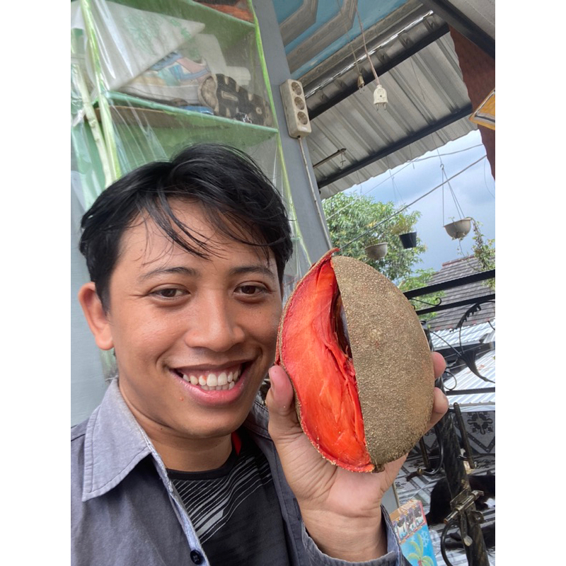 cangkok mamey sapote Lorito/ esepda / havana/ akil