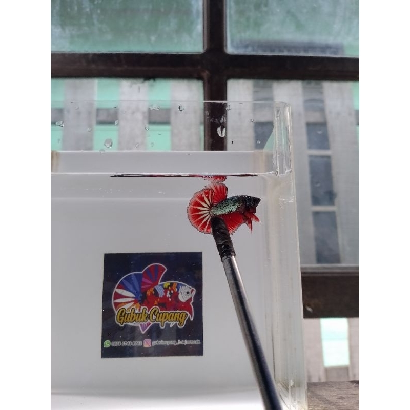 HMPK KONTES  BESGEL,BESTER,KOI