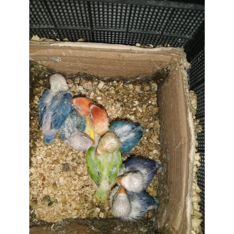 Lolohan burung lovebird standar