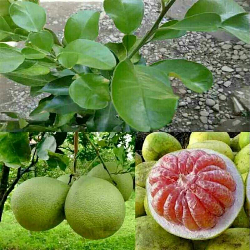 bibit jeruk bali JUMBO unggul