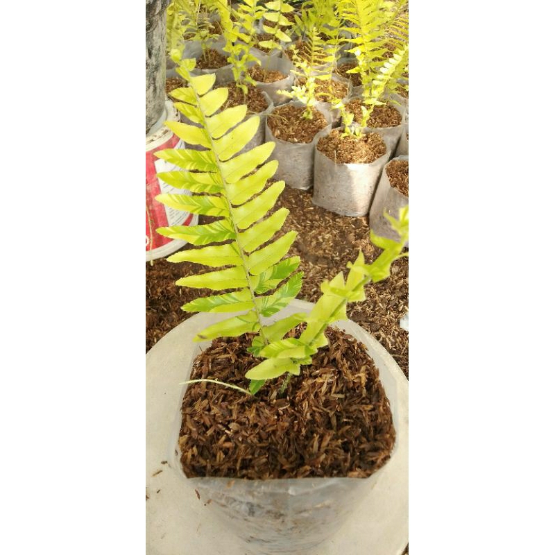 Pakis,suplir gold varigata