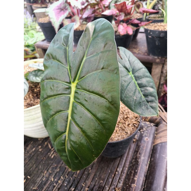 Alocasia Golden Bone