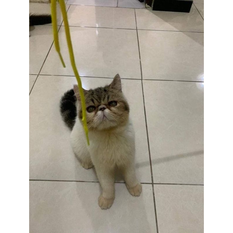 persia peaknose exotic jantan