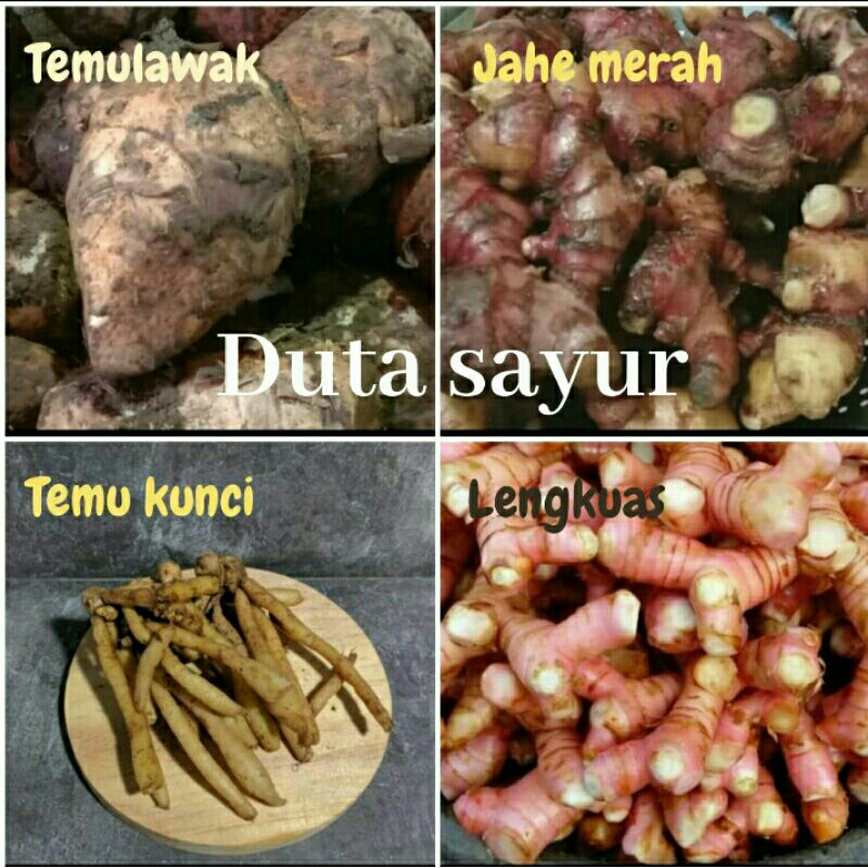 

Lengkuas /Temulawak / Jahe merah / Temukunci