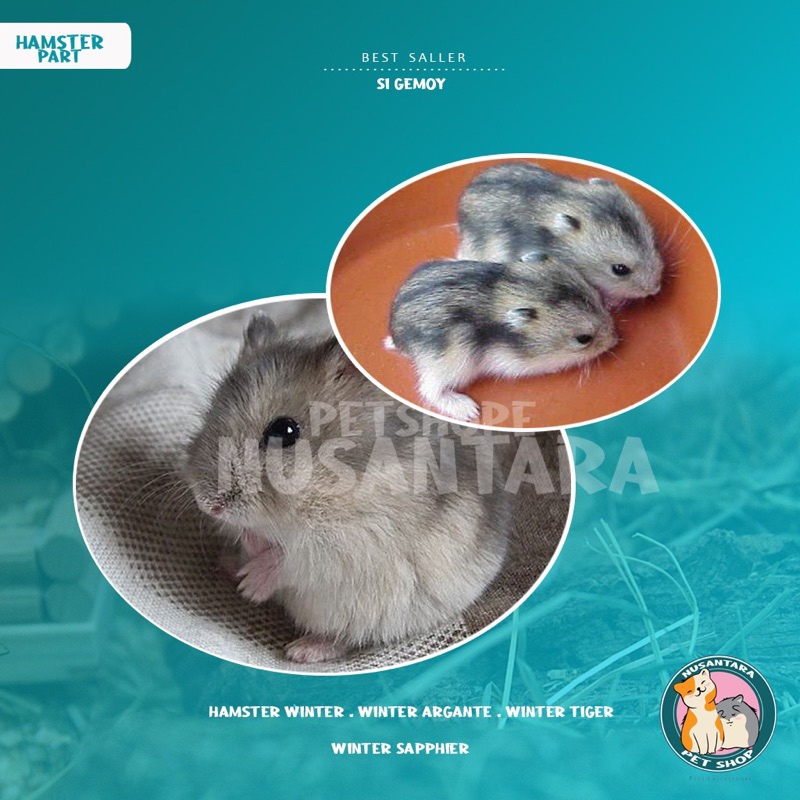 Hamster Winter White Tiger Sapphire Argante (khusus GOSEND)