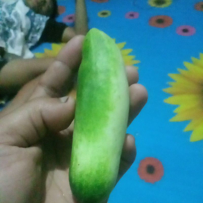 

timun gabut