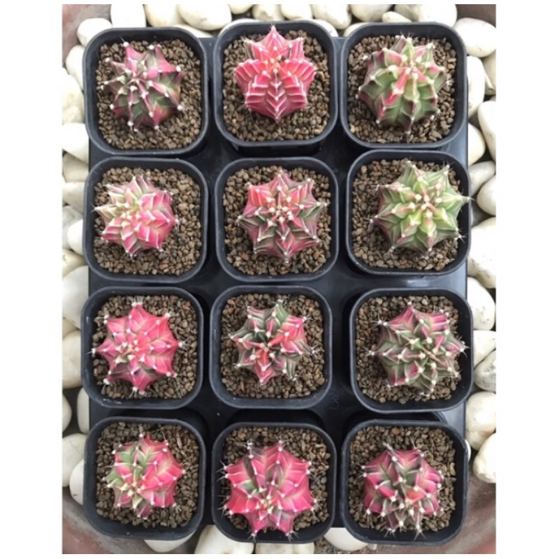 Gymno Starfire - 1 biji