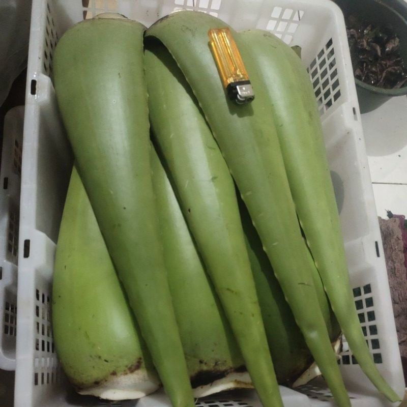 

Lidah Buaya Segar per 1 Kg