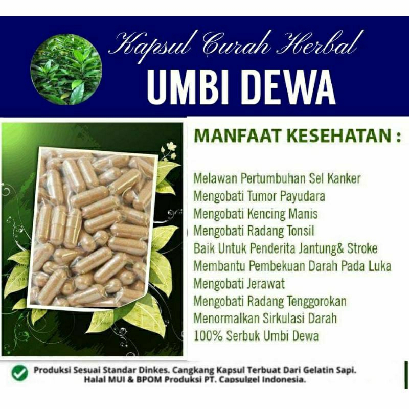 

UMBI DEWA 100 KAPSUL OBAT HERBAL ALAMI (GRADE A5)