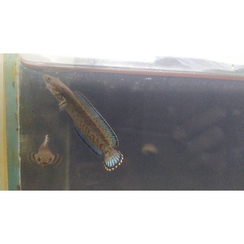 Chana baby Andrao 5-6cm