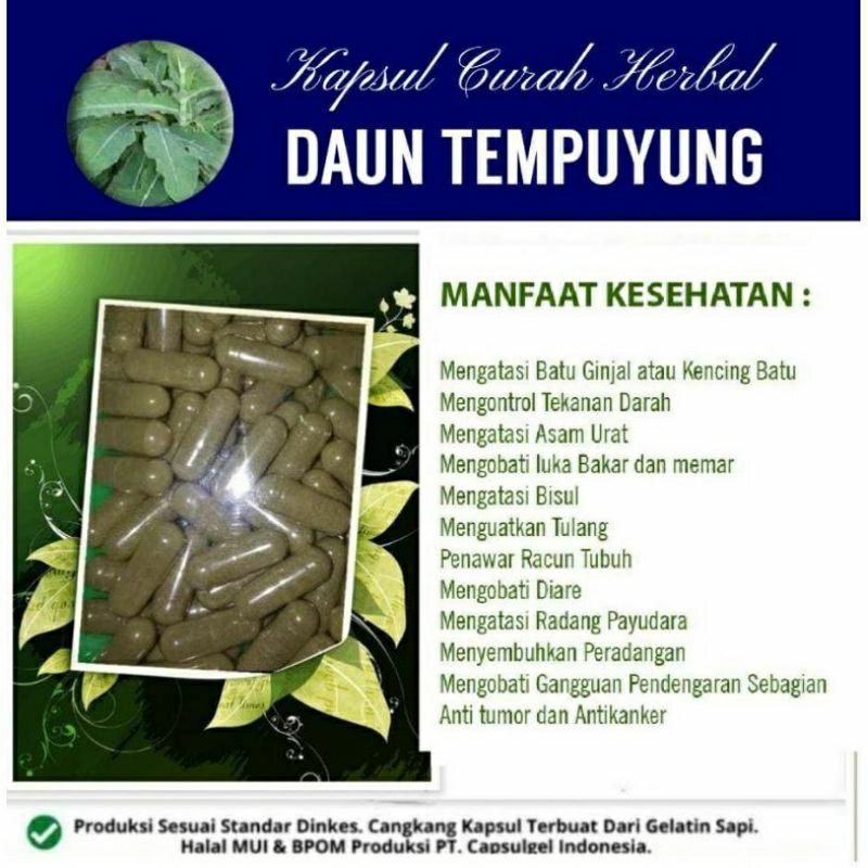 

DAUN TEMPUYUNG 100 KAPSUL OBAT HERBAL ALAMI (GRADE A5)