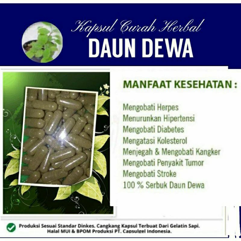 

DAUN DEWA 100 KAPSUL OBAT HERBAL ALAMI (GRADE A5)