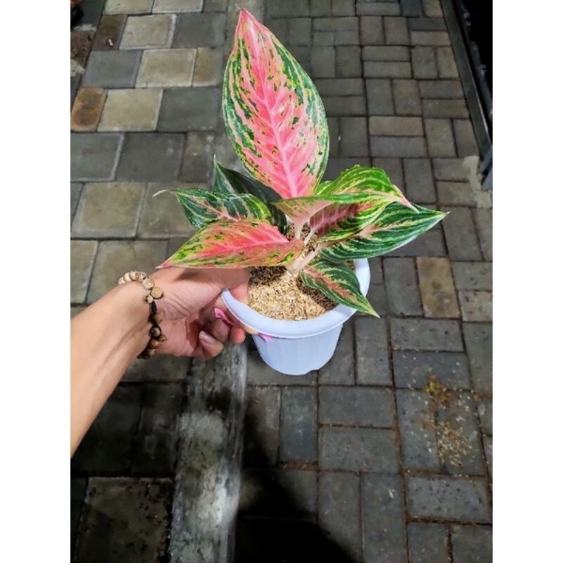 aglonema pink beauty// beauty aglonema pink