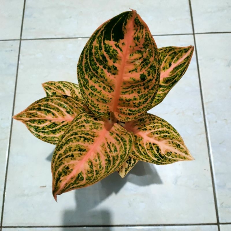 aglonema widuri orange