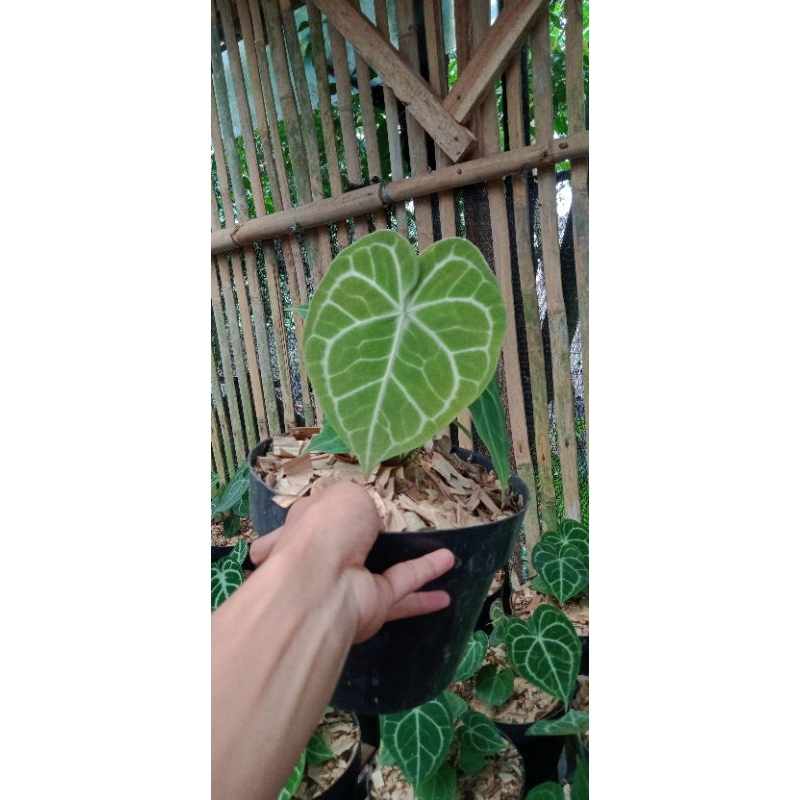 Anthurium Clarinervium