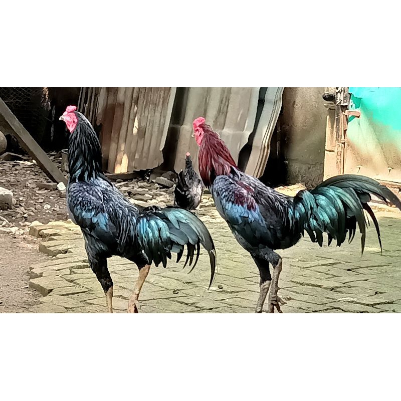 

Ayam Kampung Bangkok Jantan