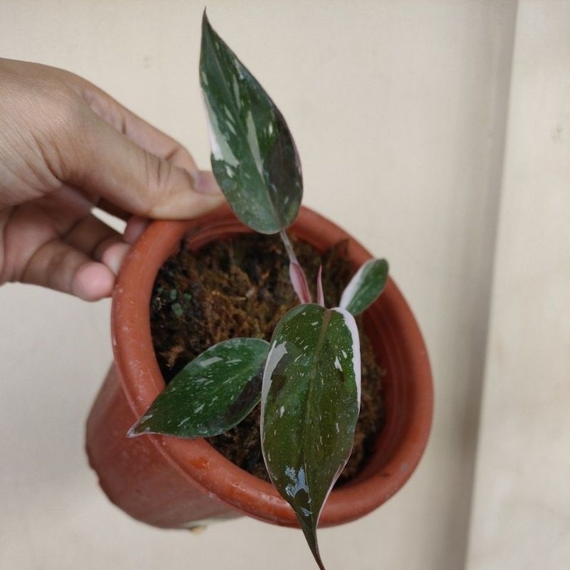 philodendron anderson