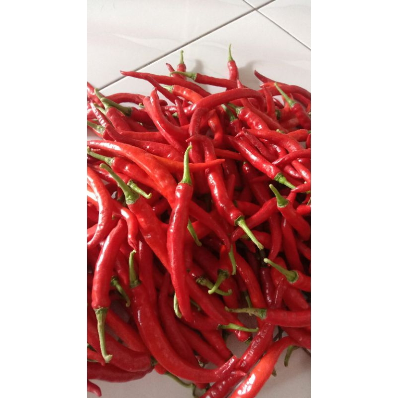

cabe besar