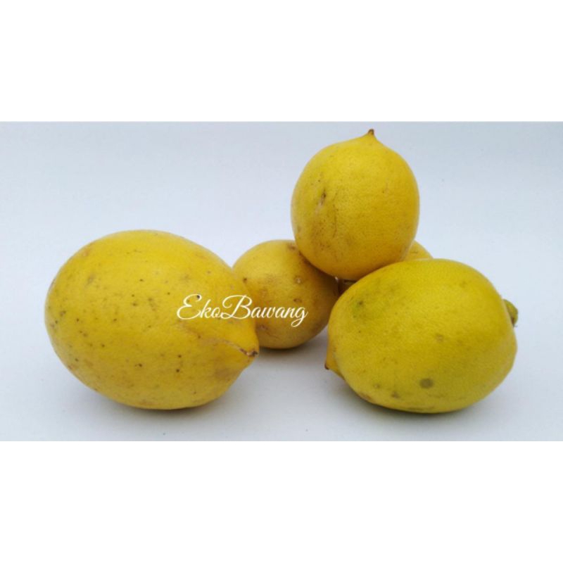 

Jeruk Lemon Lokal mix California Fresh