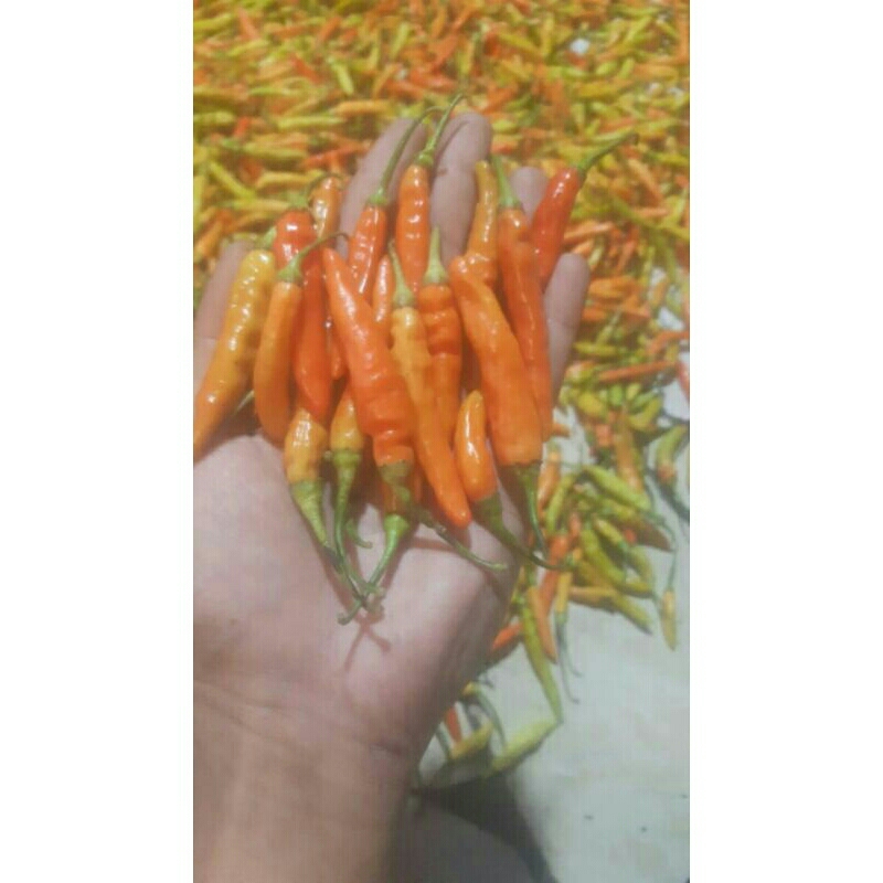 

cabe rawit merah /kg