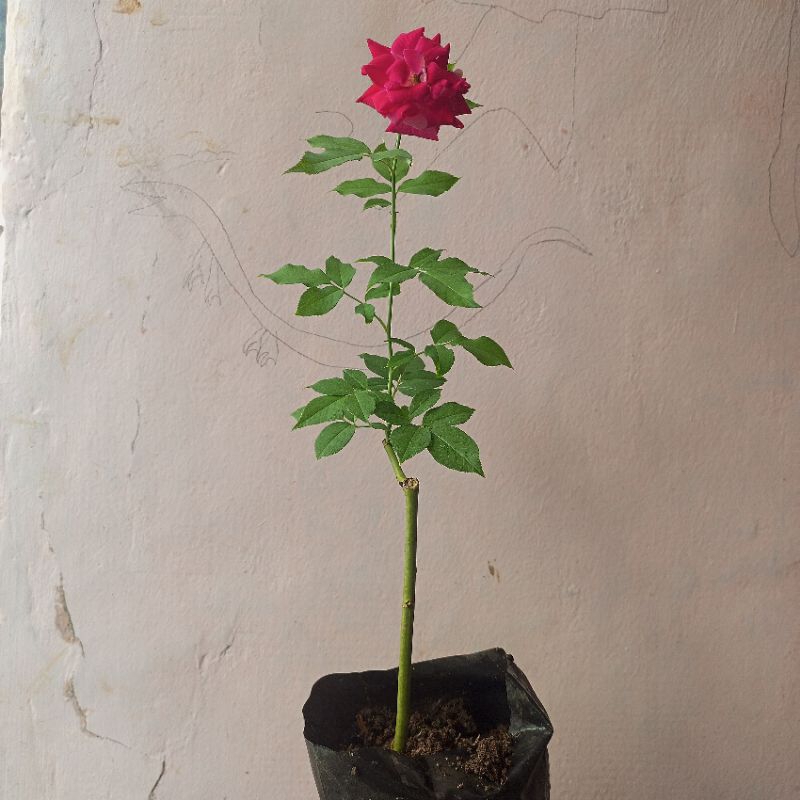 Mawar Wangi Bibit Warna Unik Merah Pink Marun Magenta Stek Kombi Gradasi Rose Kampung Tanaman Hias C