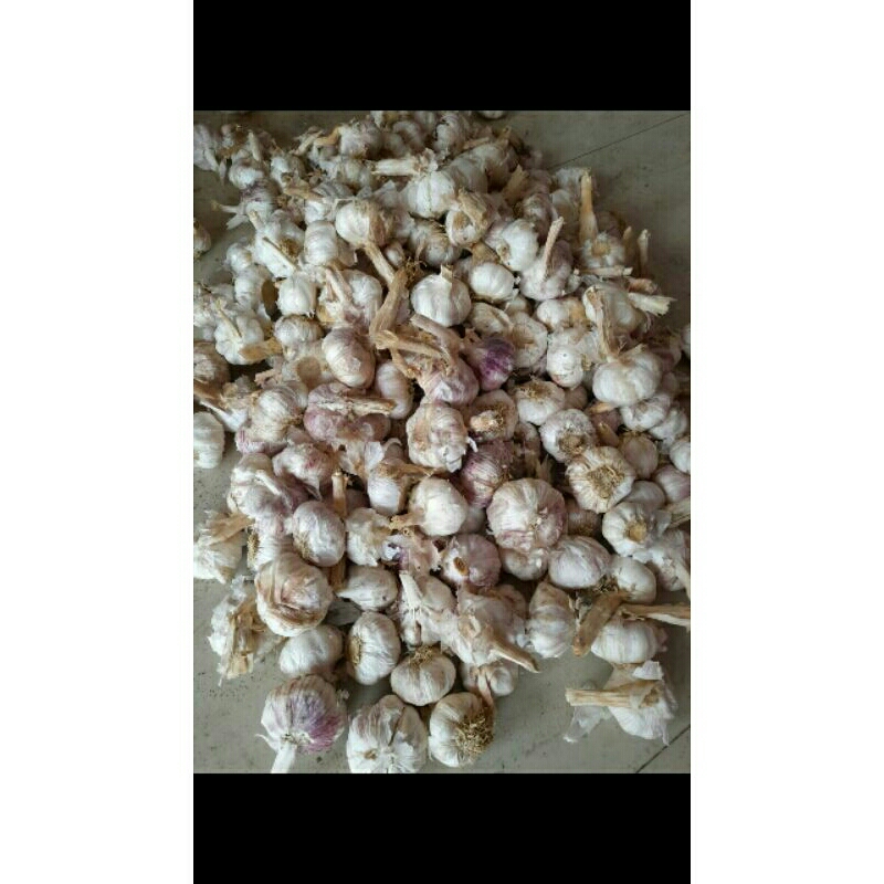 

bawang putih kating/kg