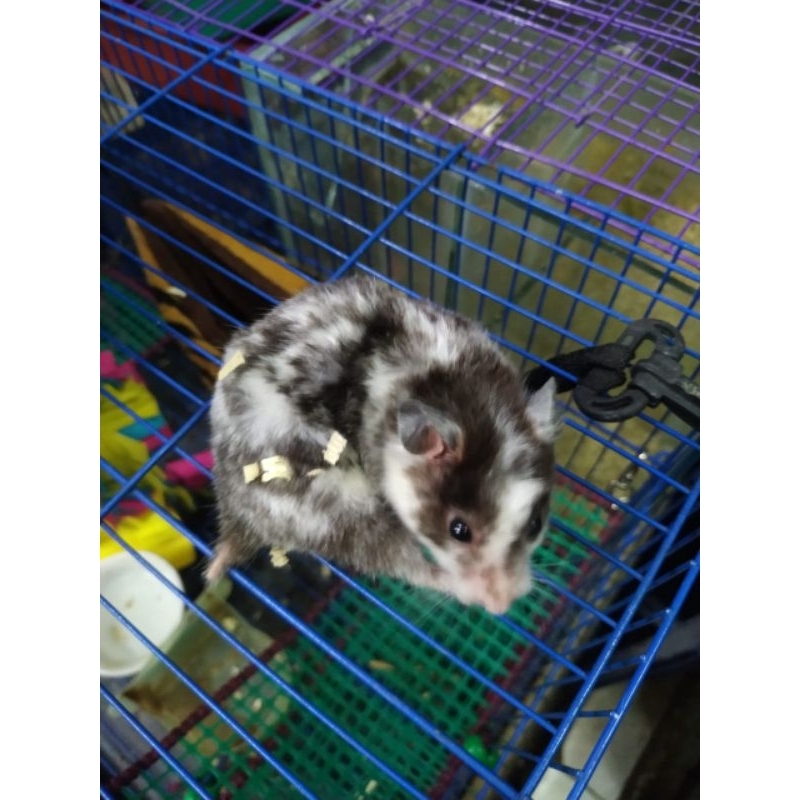 hamster fujiyama torto