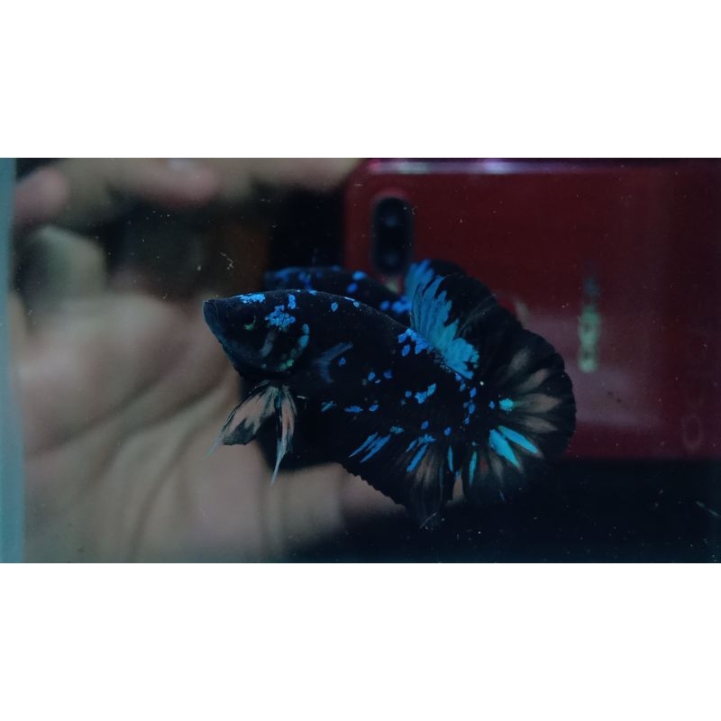 Cupang Avatar Nemo