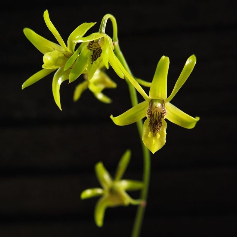 dendrobium capra/Larat hijau