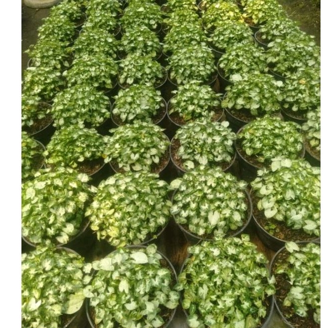 tanaman hias bunga syngonium liliput