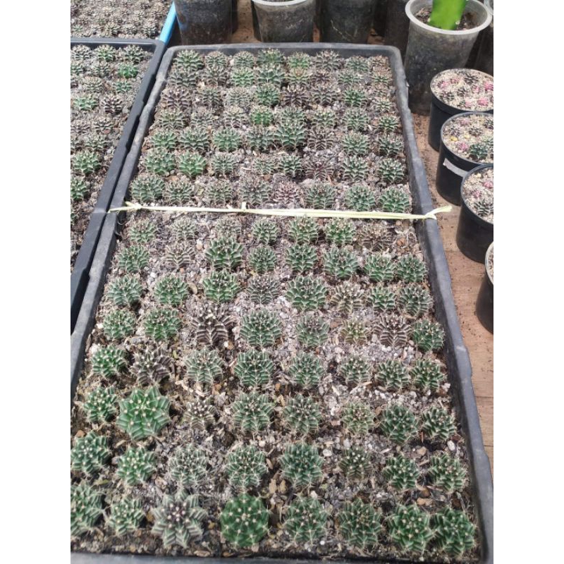 Kaktus Gymno Miha Cactus