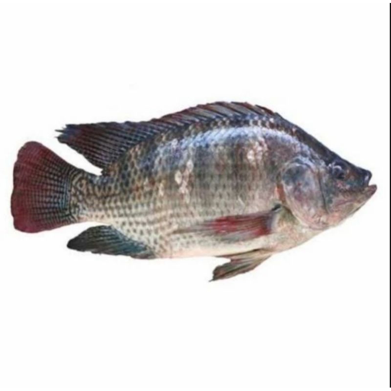

Ikan Mujaer Fresh