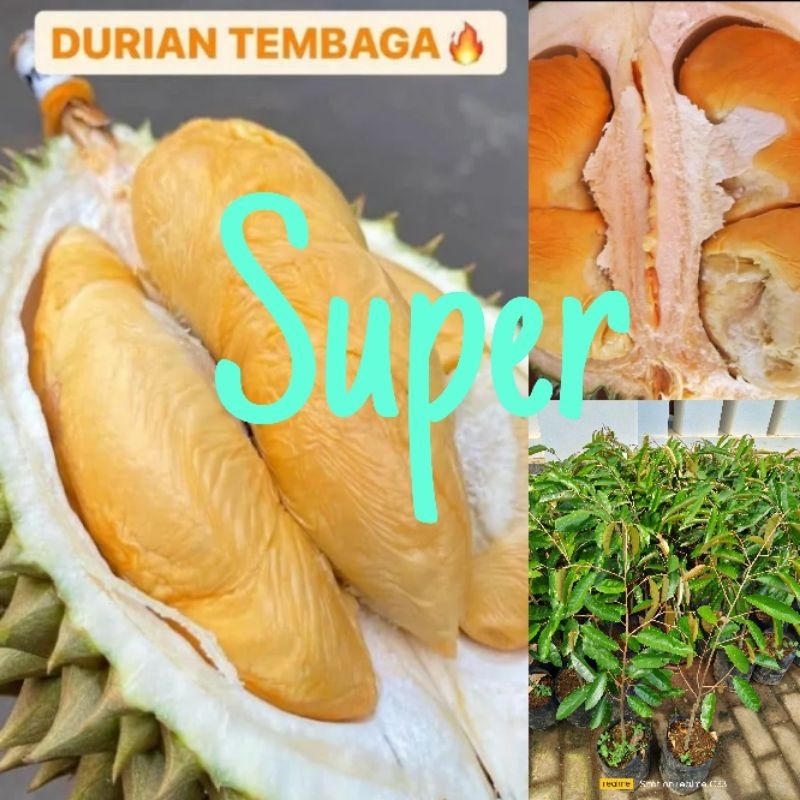 Durian super tembaga