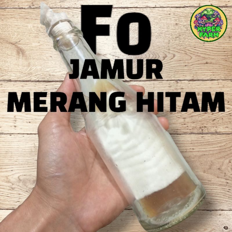 bibit jamur merang hitam f0