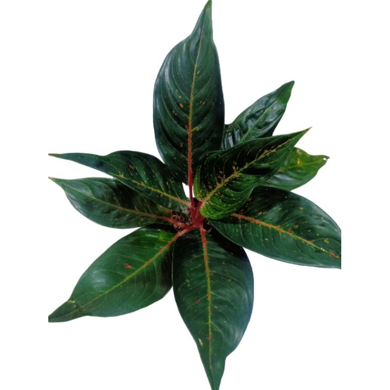 Aglonema hot lady black