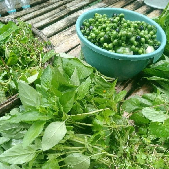 

5 Macam tanaman herbal pilihan 1 kg fresh