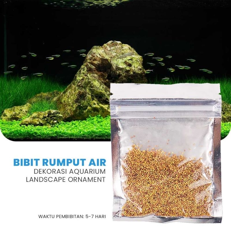 Bibit Rumput Air Dekorasi Aquarium Akuarium Landscape Ornament