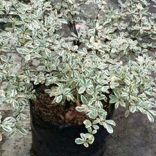 Ketapang Kencana Variegata