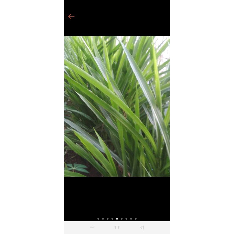 Daun rumput odot segar perkilo pakan ternak