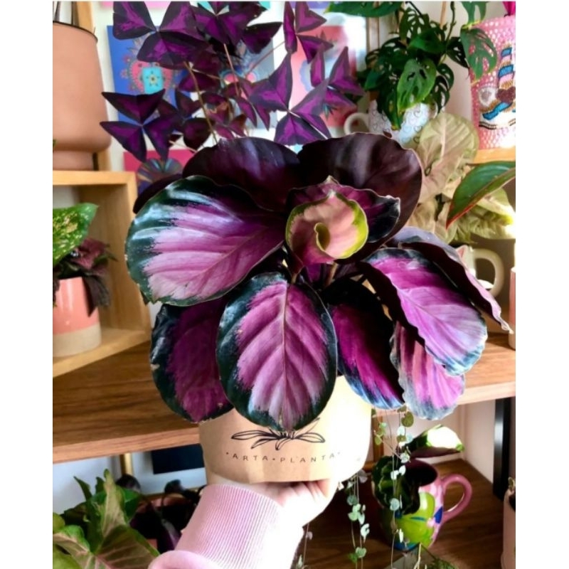 Calathea Crimson / Tanaman Hias Calanthea Crimson 1 - 3 Daun Remaja